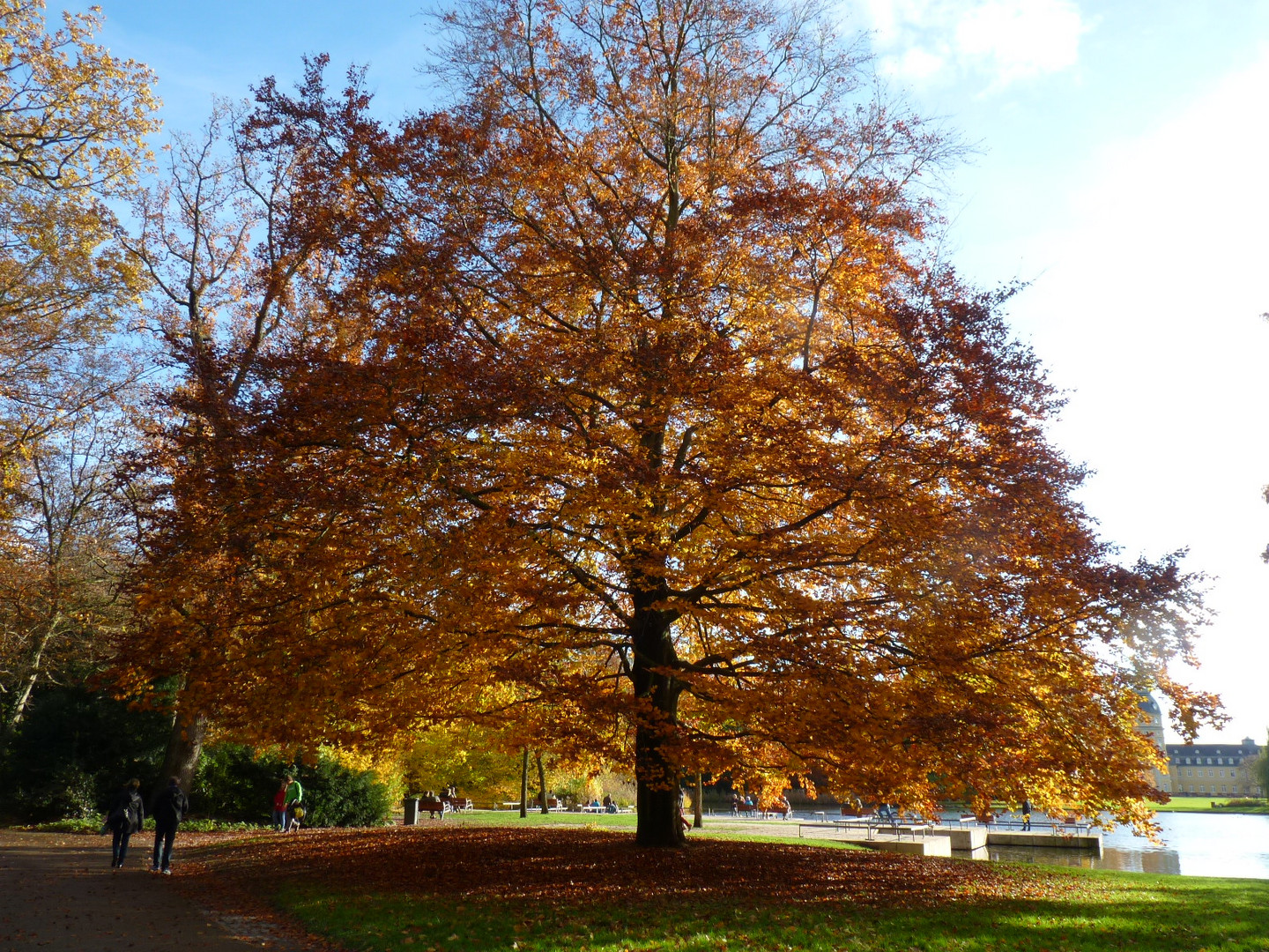 mein Freund der Baum