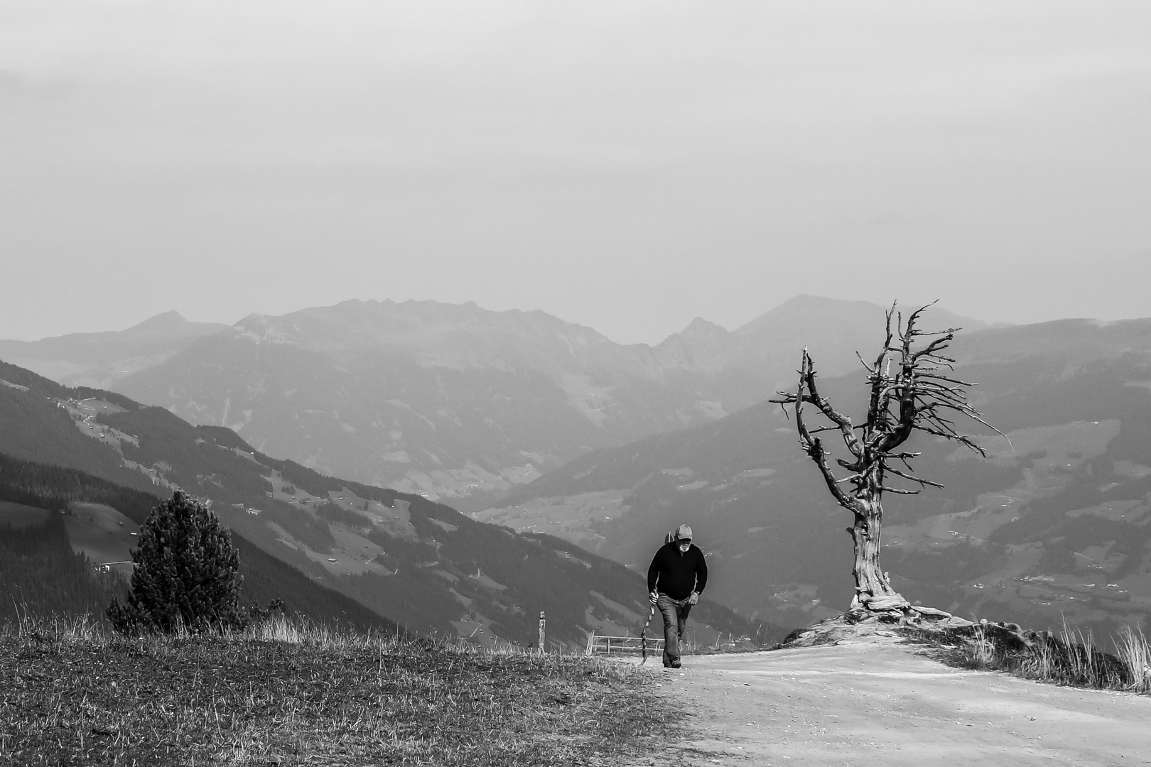 Mein Freund der Baum...