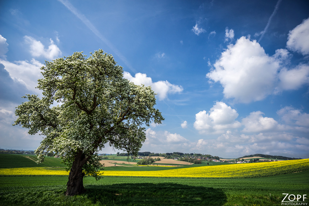 Mein Freund der Baum