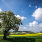 Mein Freund der Baum