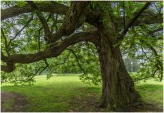 mein Freund der Baum