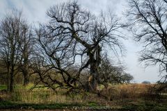 Mein Freund, der Baum