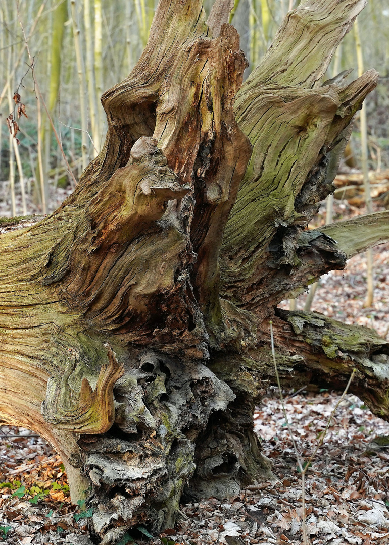 Mein Freund der Baum