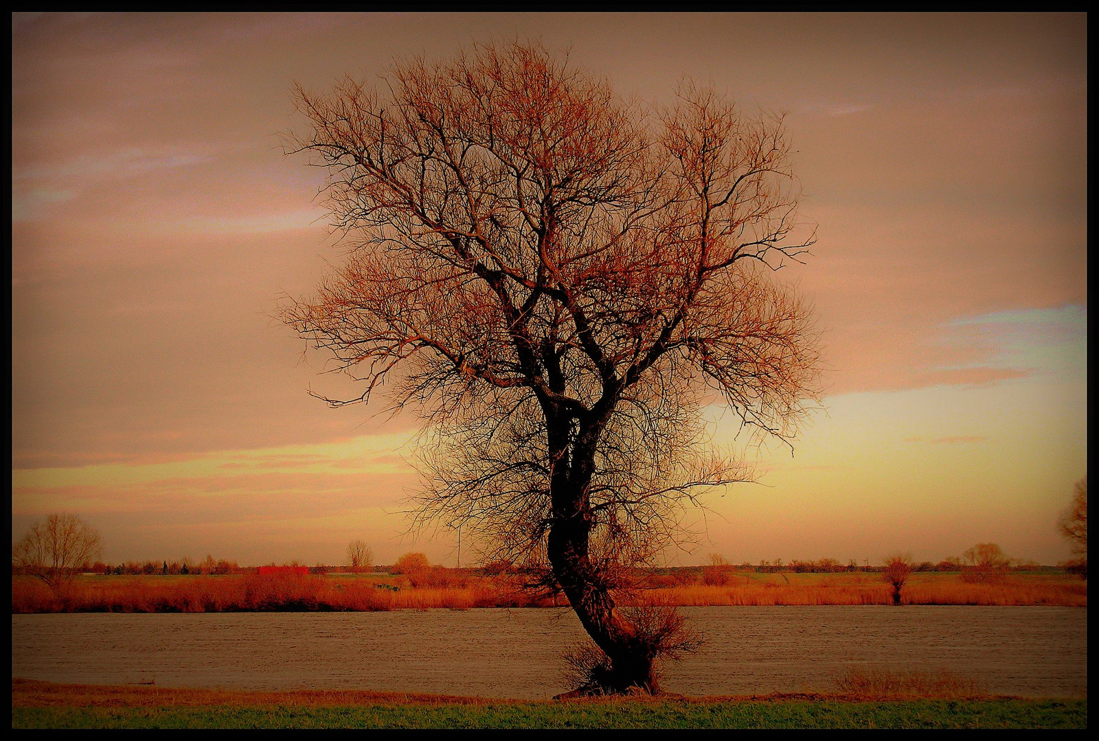 MEIN FREUND DER BAUM