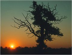 "Mein Freund der Baum"