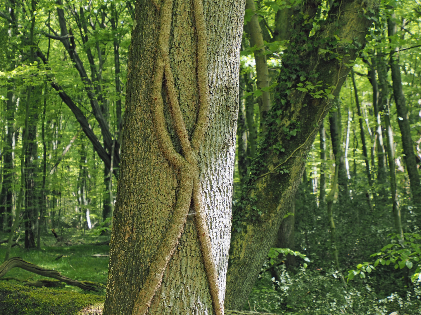 mein Freund der BAUM