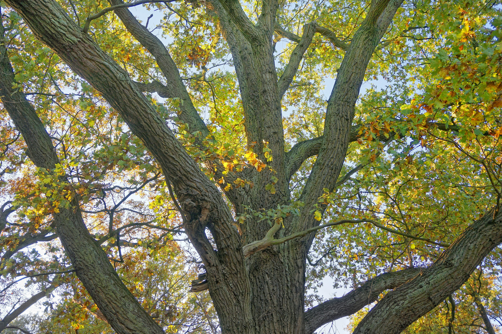 Mein Freund der Baum