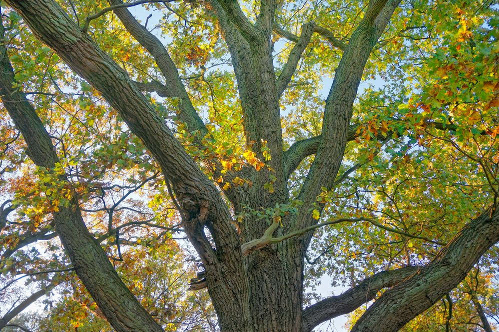 Mein Freund der Baum