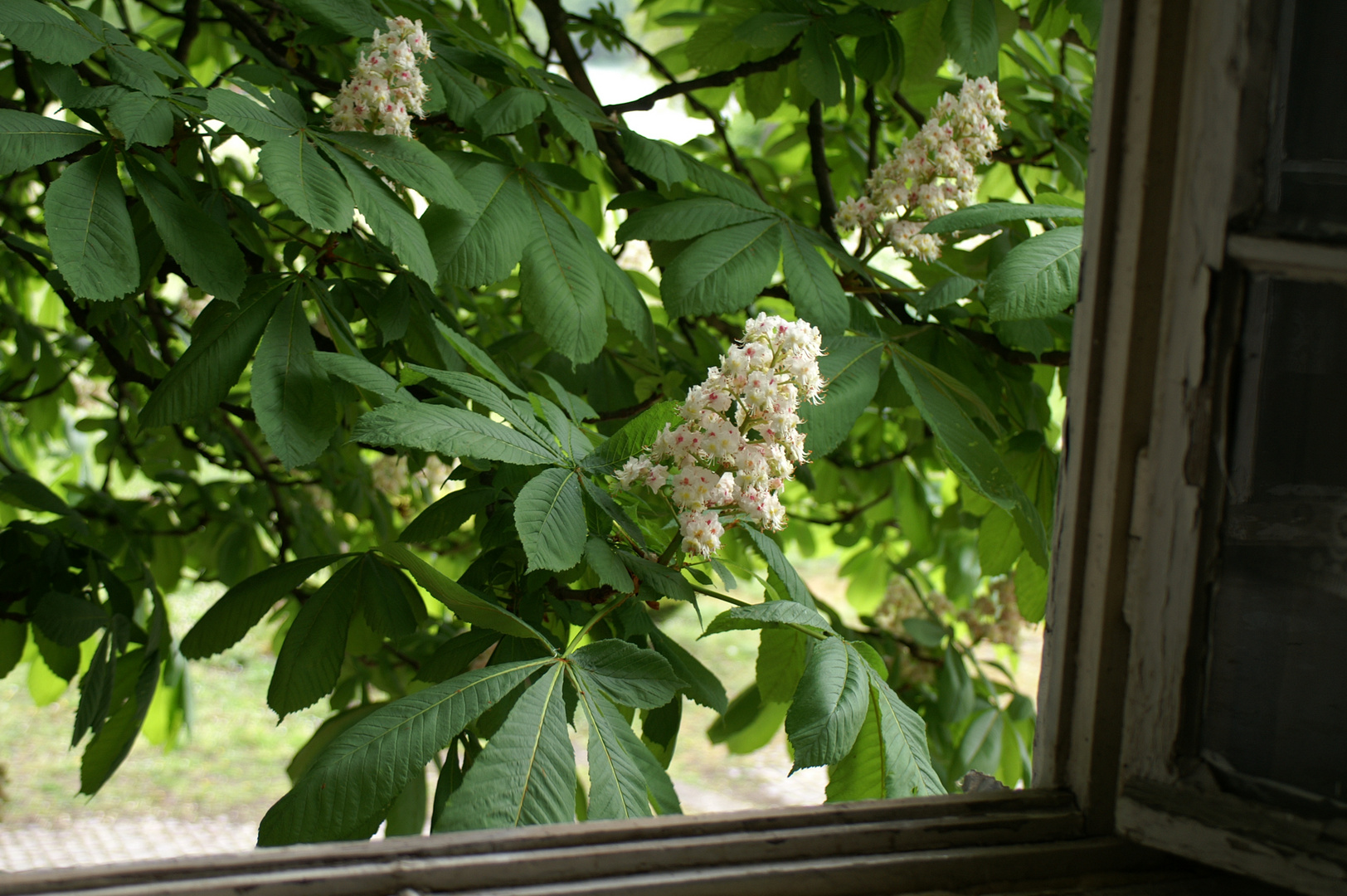 Mein Freund der Baum...