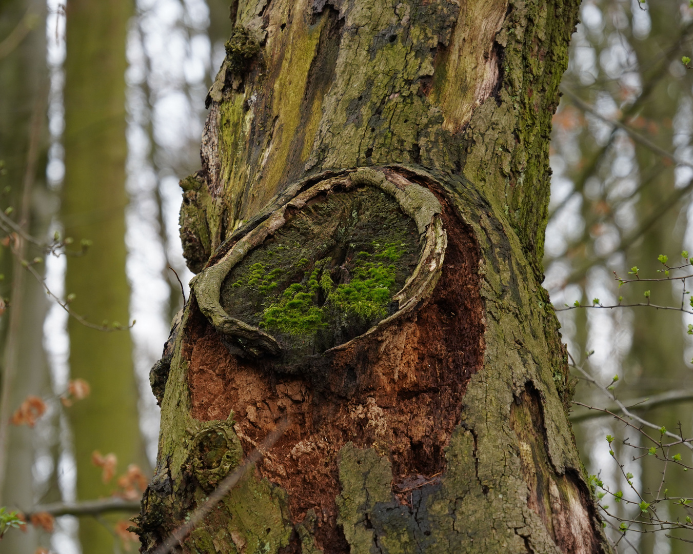 Mein Freund der Baum