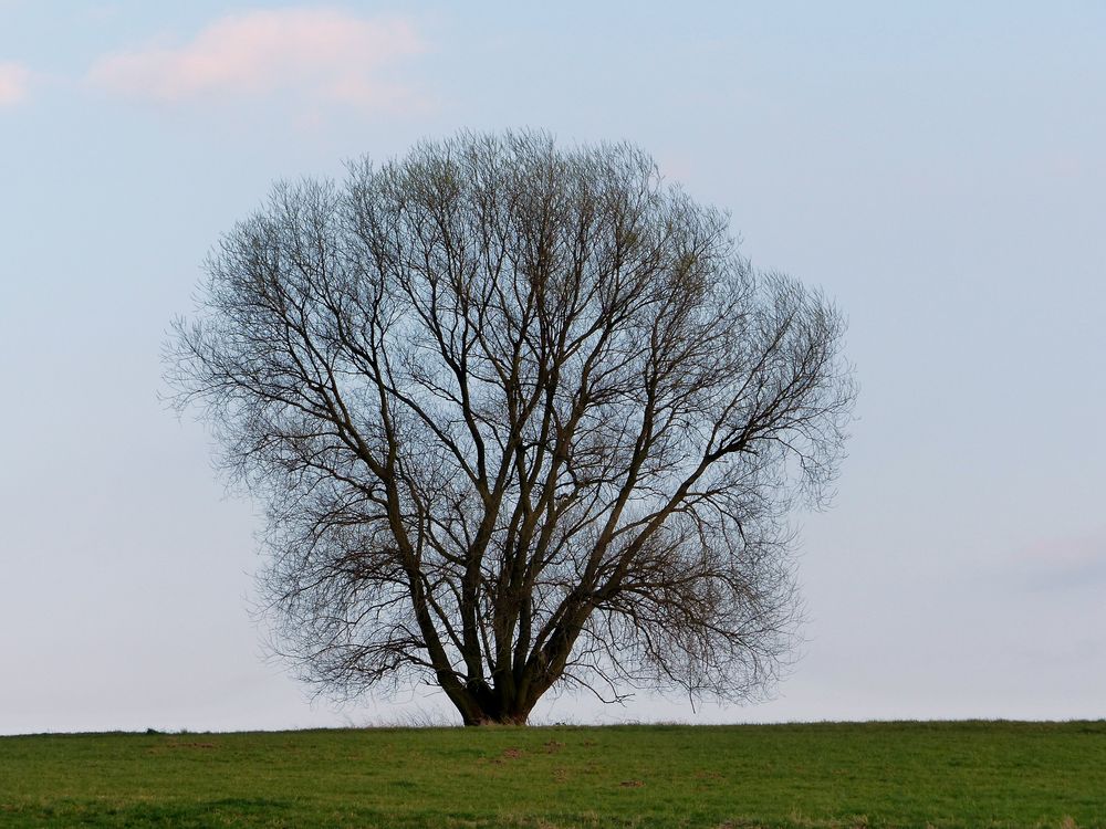 Mein Freund, der Baum