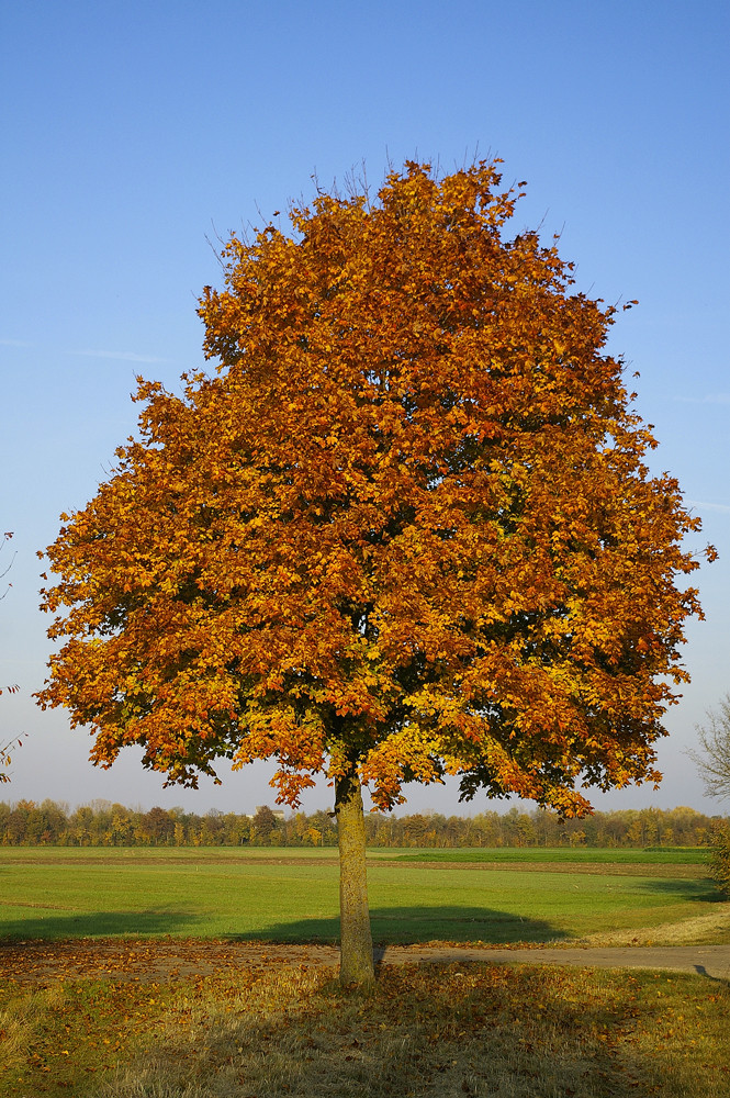 Mein Freund der Baum