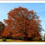 Mein Freund der Baum...