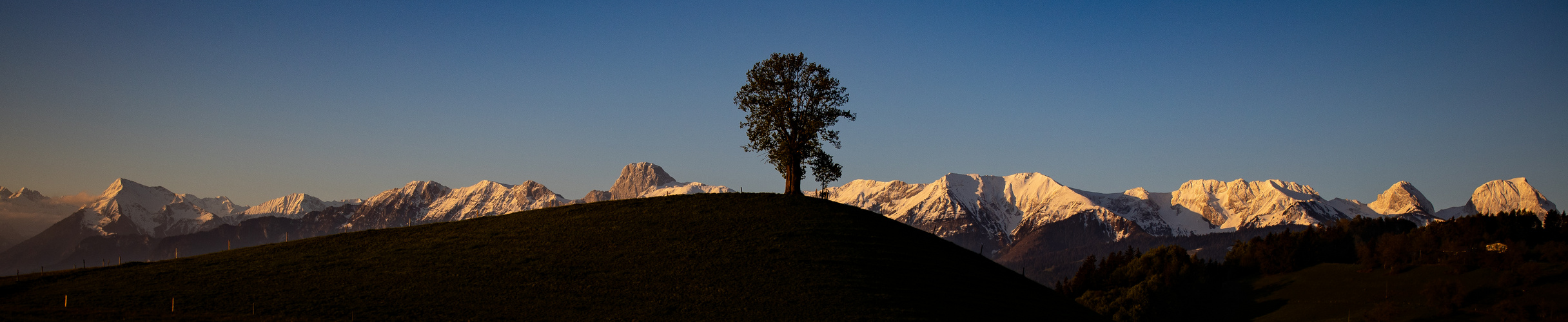 Mein Freund der Baum ....