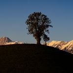 Mein Freund der Baum ....