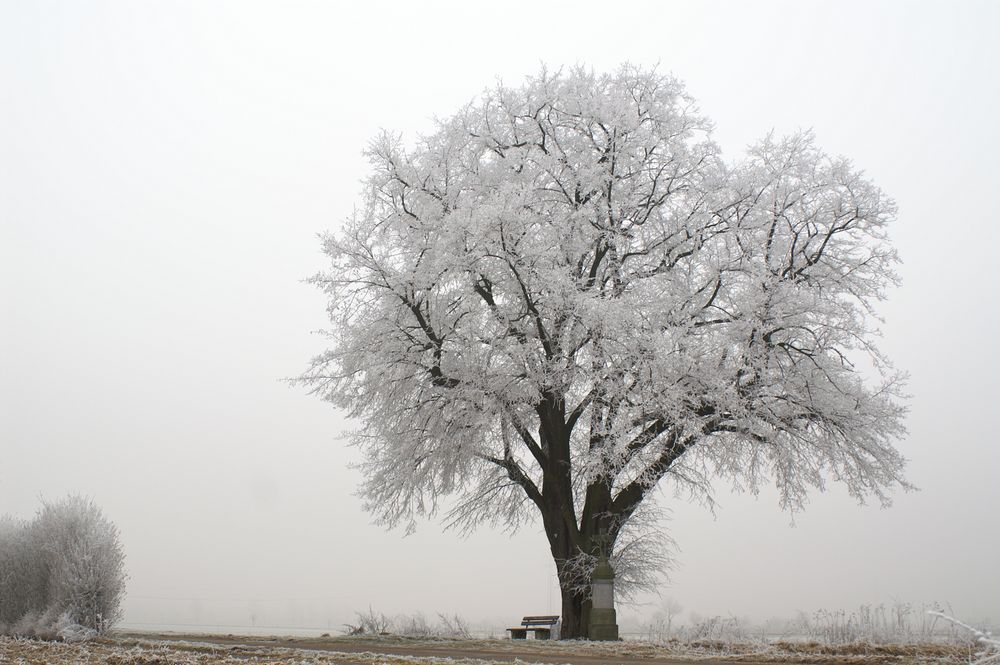 Mein Freund der Baum