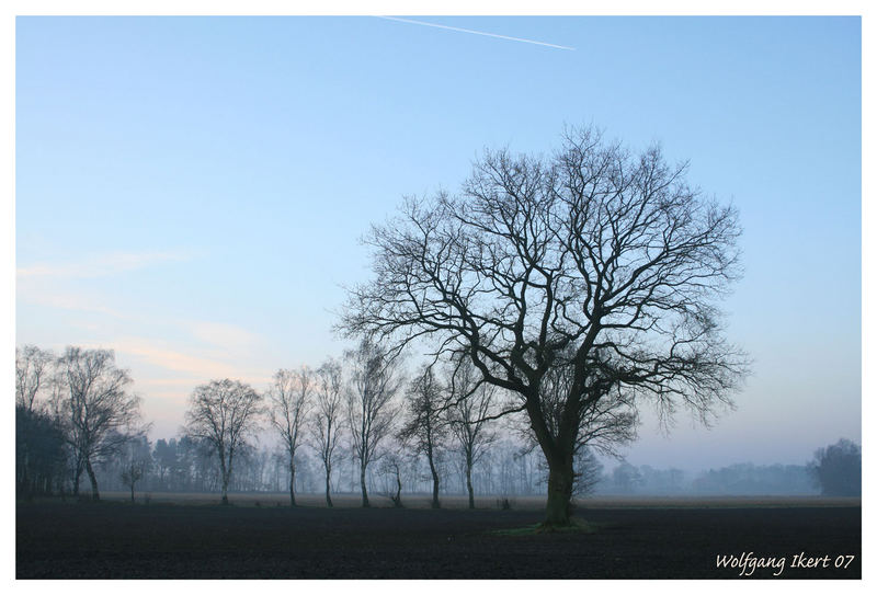 Mein Freund, der Baum