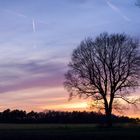 Mein Freund, der Baum