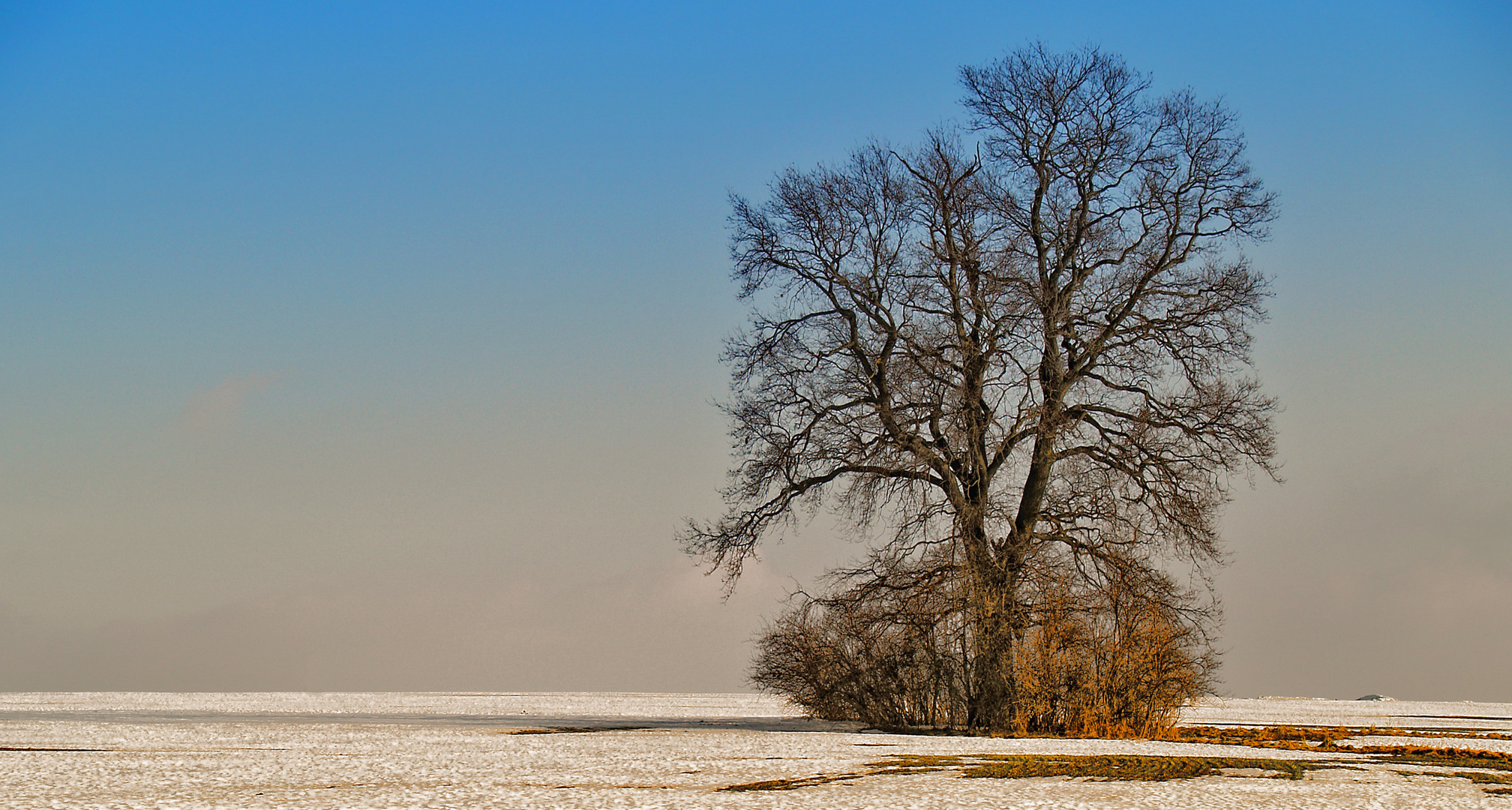 mein freund der baum