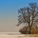 mein freund der baum