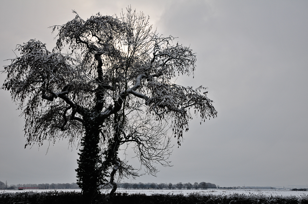 Mein Freund der Baum