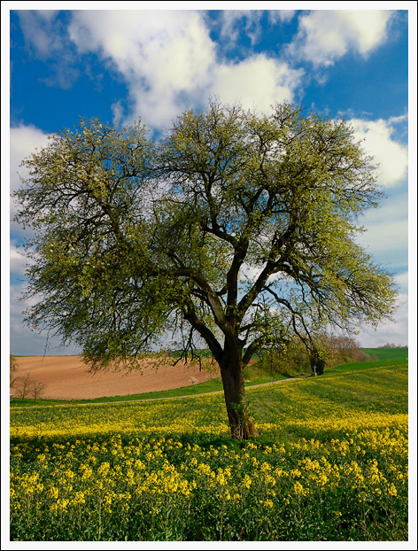 Mein Freund, der Baum ...