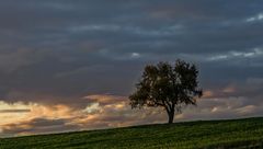 Mein Freund der Baum 