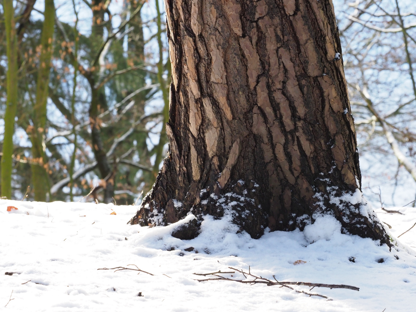 Mein Freund der Baum...