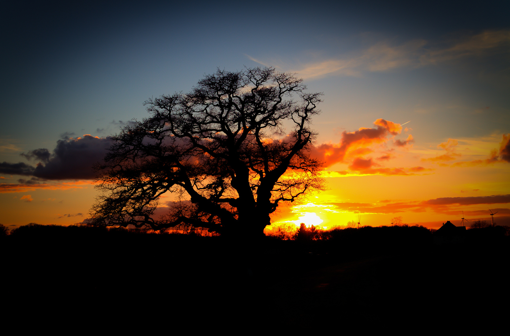 Mein Freund der Baum ....