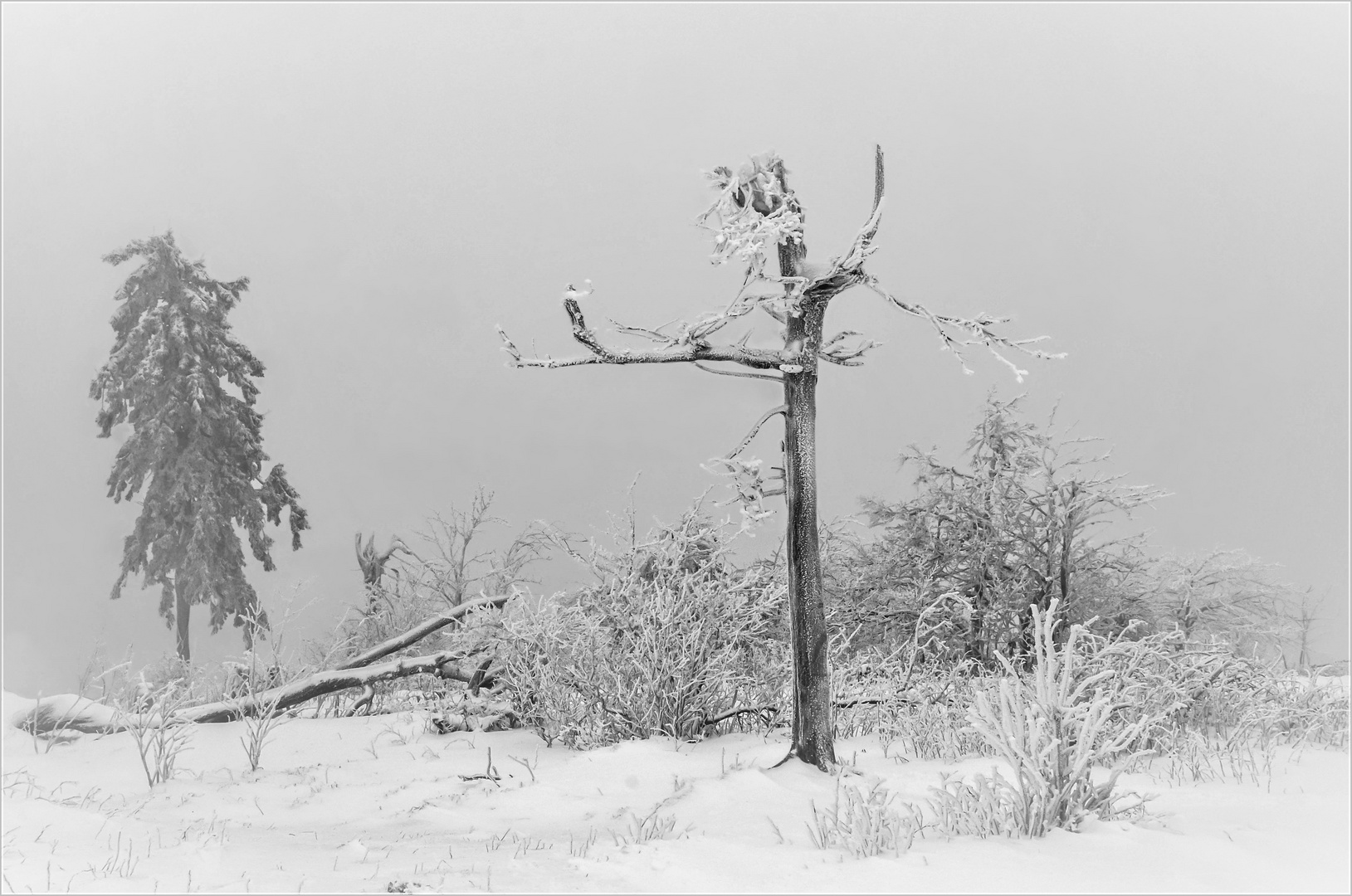 Mein Freund der Baum, ...