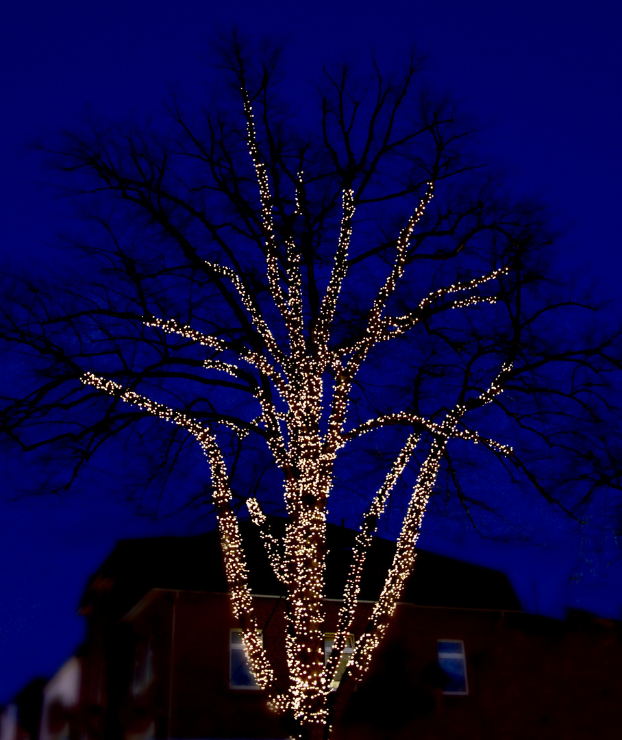 Mein Freund der Baum