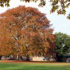 Mein Freund der Baum