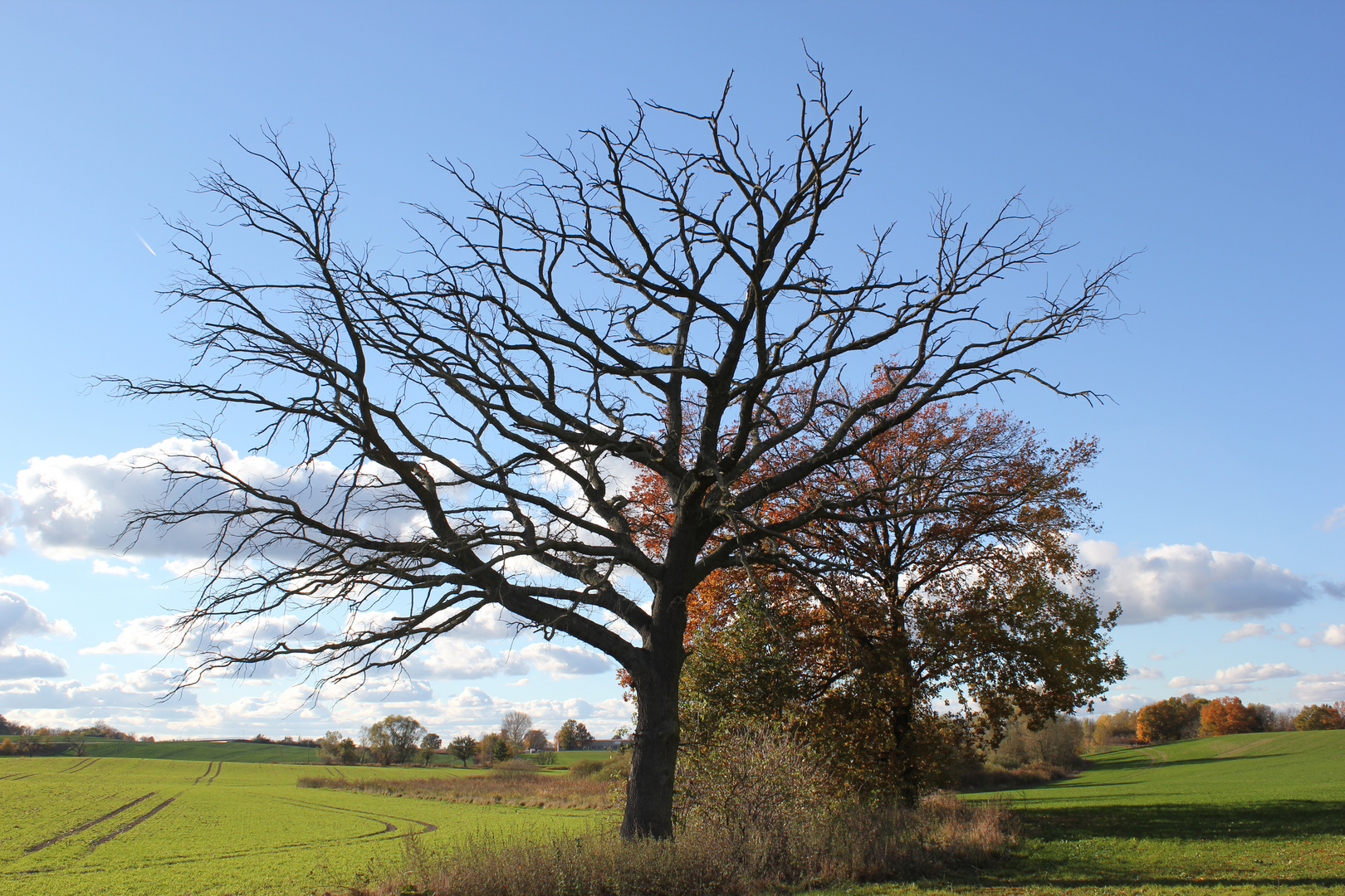 Mein Freund der Baum