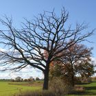 Mein Freund der Baum