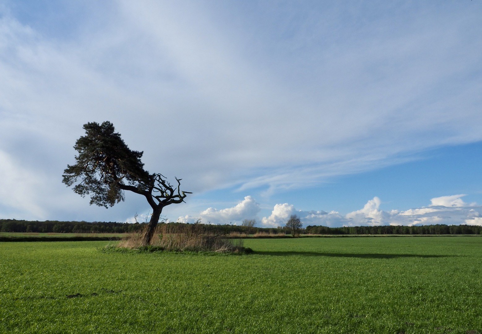 mein Freund der Baum