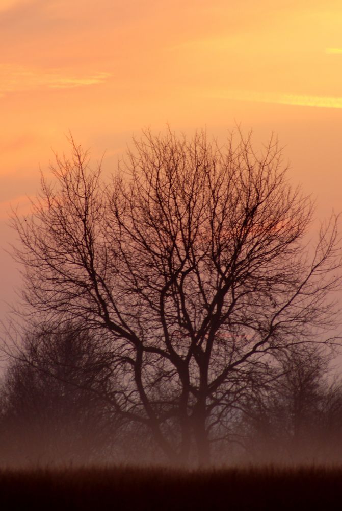 Mein Freund der Baum