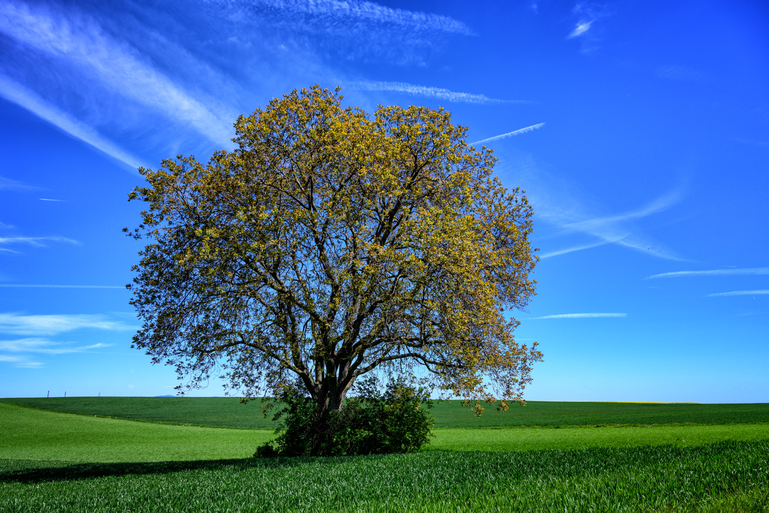 Mein Freund der Baum