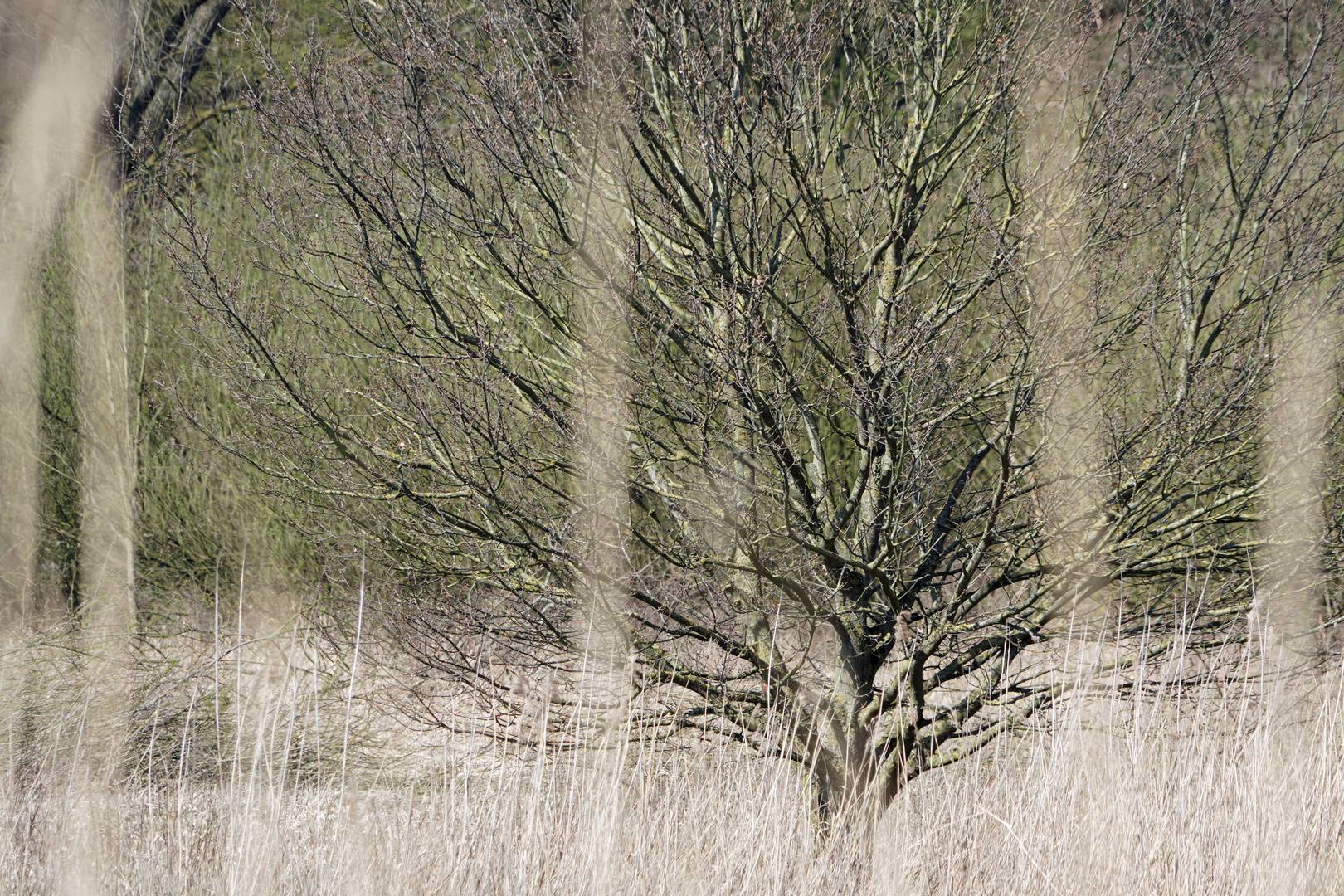 mein FREUND der Baum