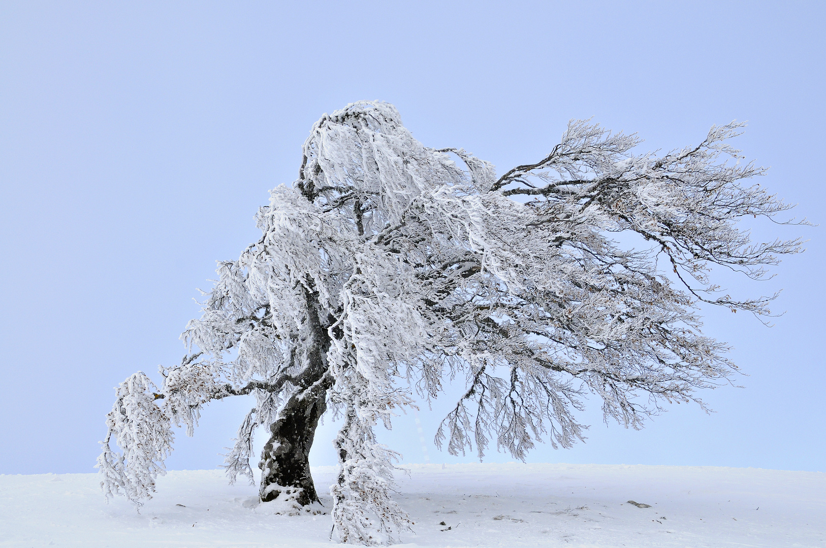 Mein Freund der Baum