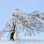 Mein Freund der Baum