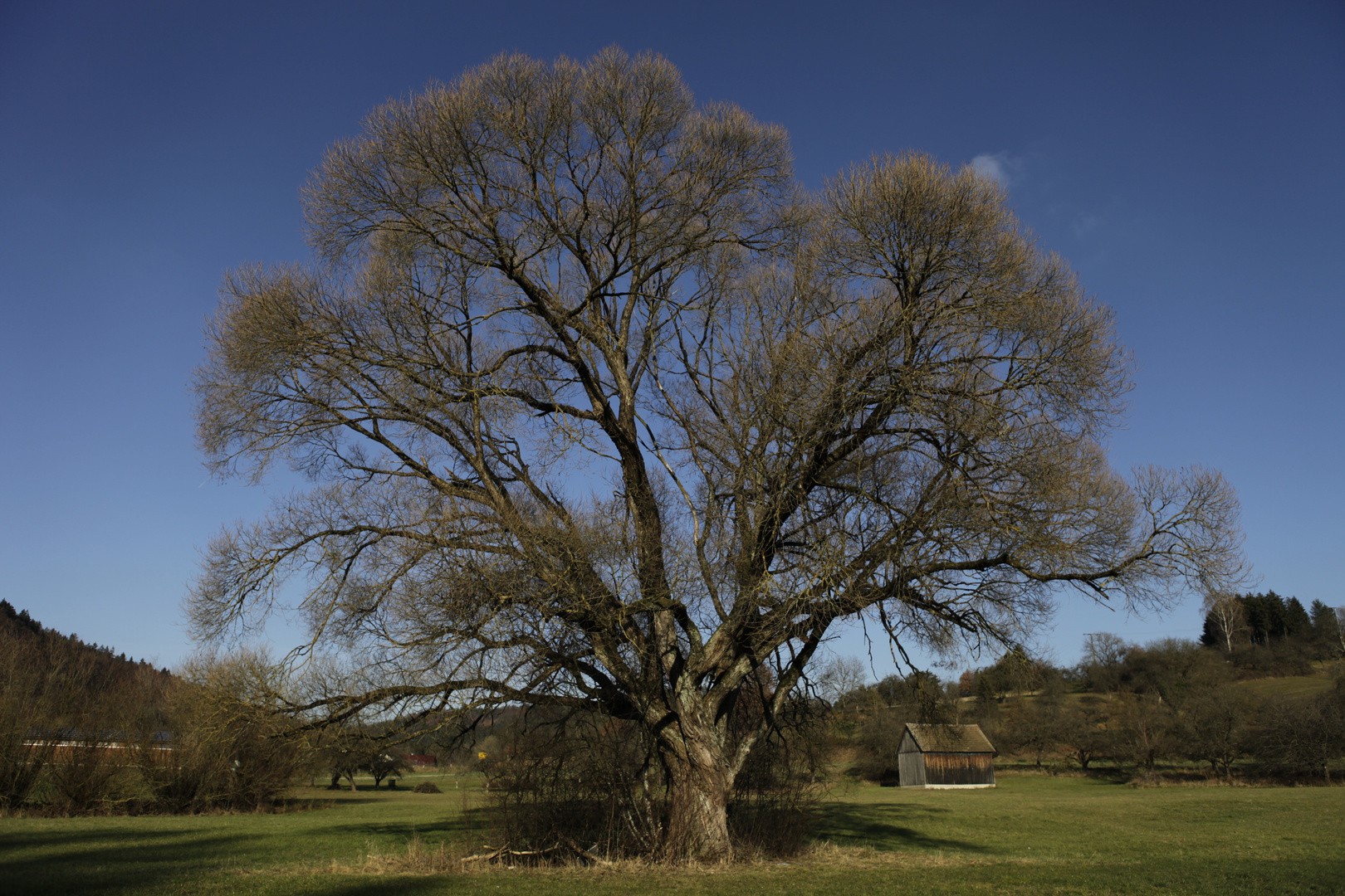 Mein Freund der Baum