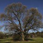 Mein Freund der Baum