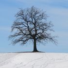 mein freund der baum