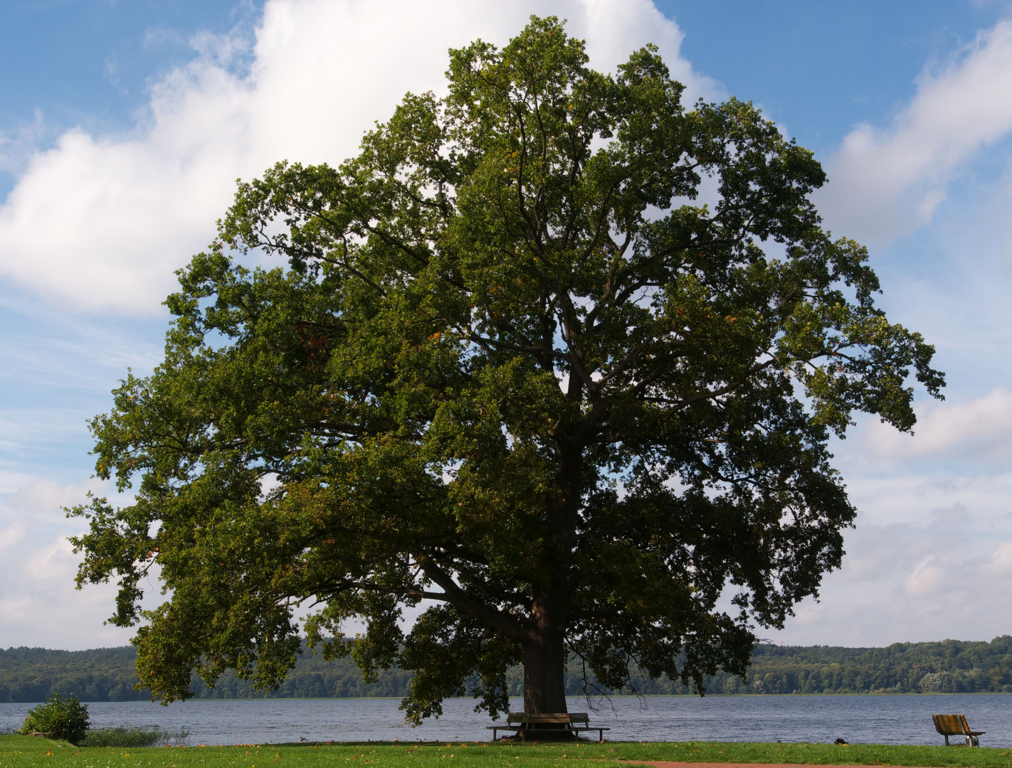 mein Freund der Baum