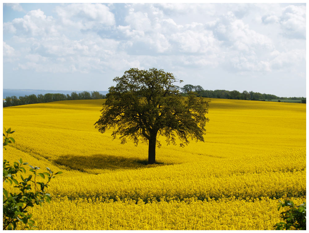 Mein Freund der Baum ...