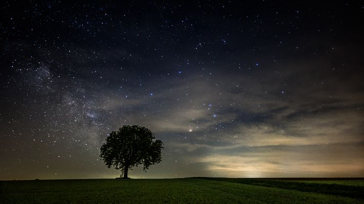 Mein Freund der Baum