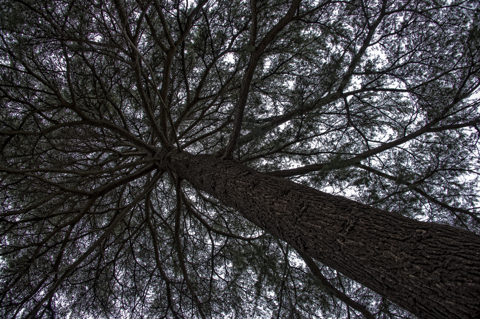 mein Freund der Baum