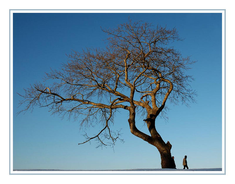 * Mein Freund der Baum ...............