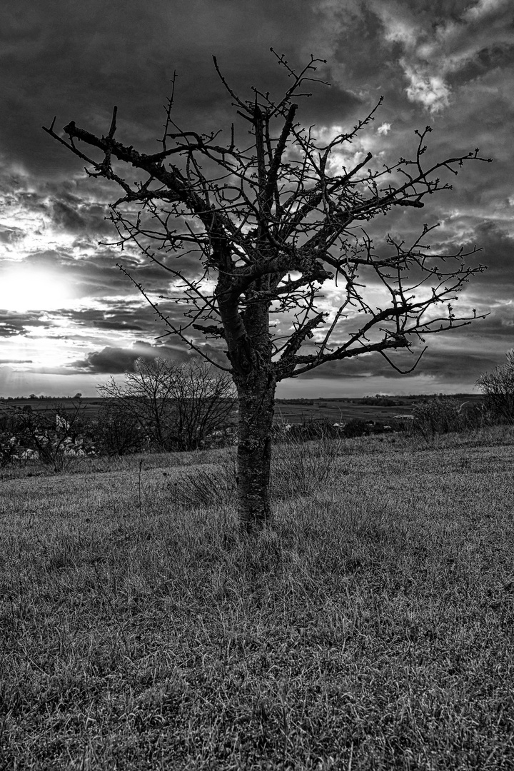 Mein Freund der Baum 