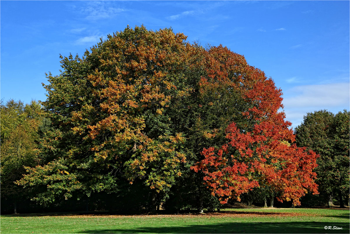 Mein Freund der Baum